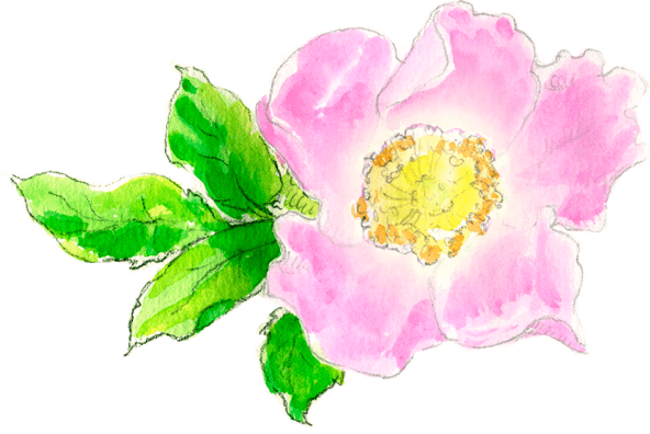 Illustration Wildrose